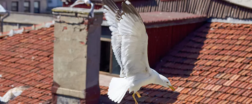 Residential Chimney Animal Removal Solution in East Massapequa, NY
